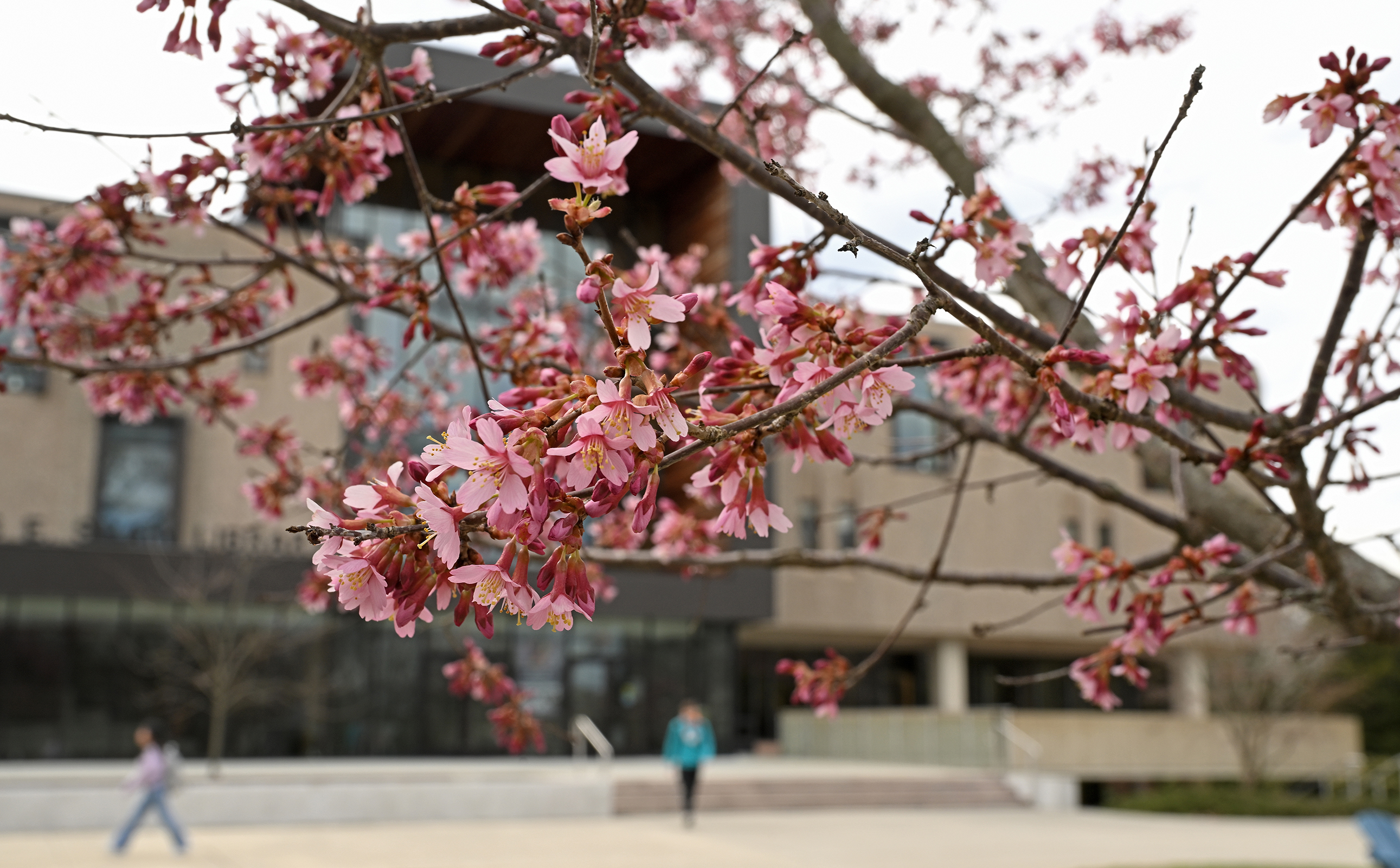 cherry blossom flowers bloom on a college campus