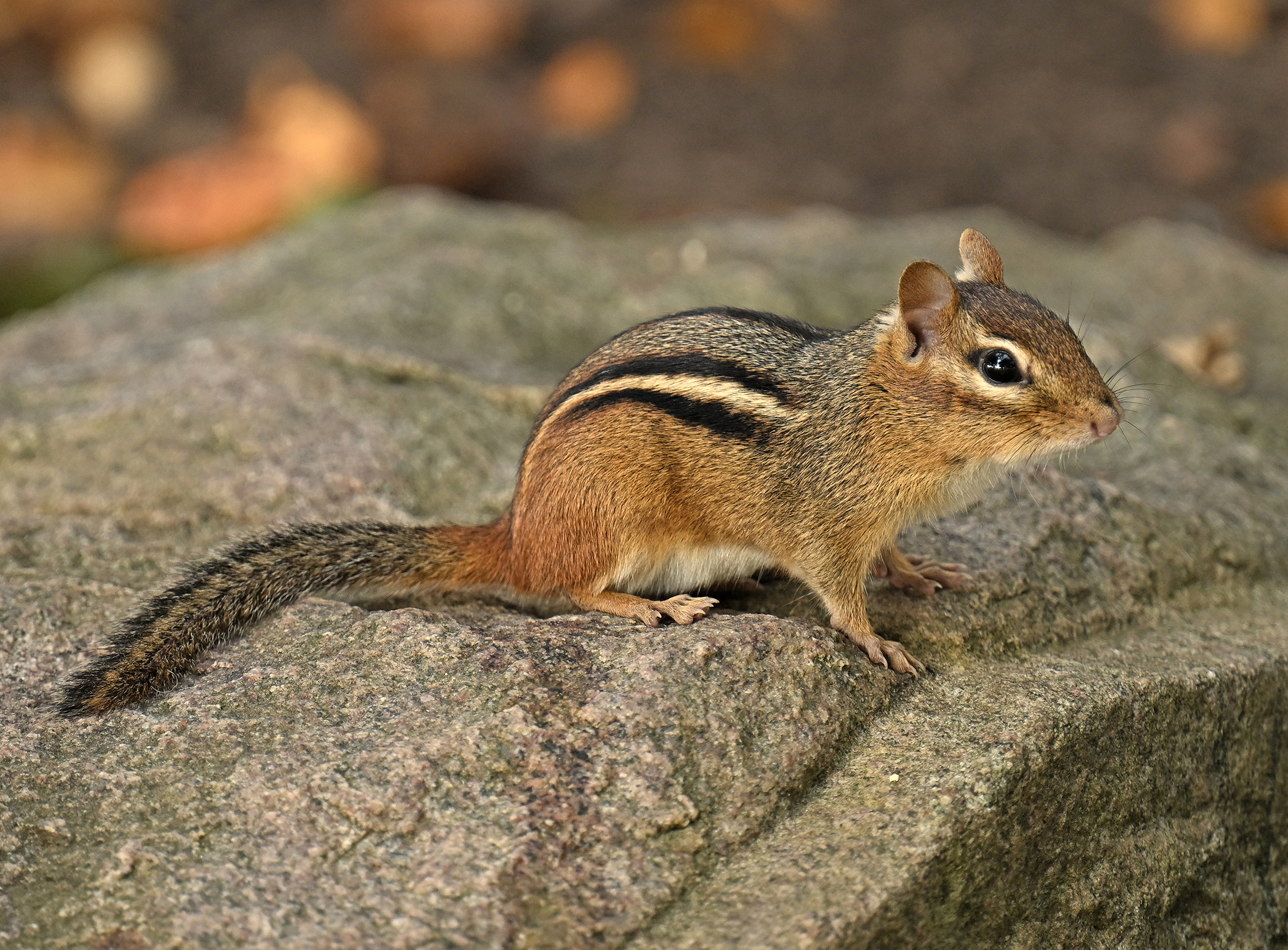 An eastern chipmunk perches on a stone step.