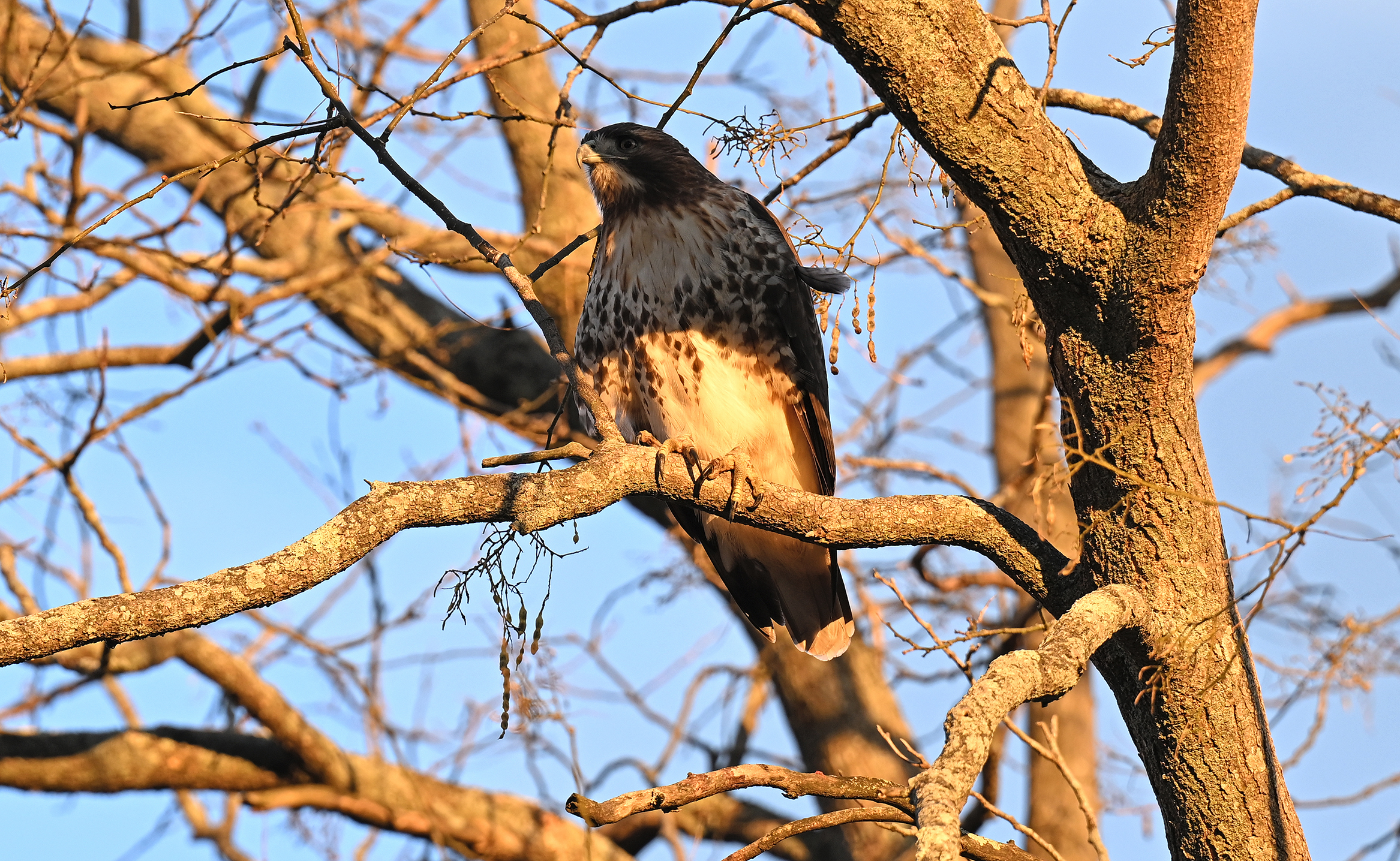 A red-tailed hawk perches among tree branches in late-afternoon light.