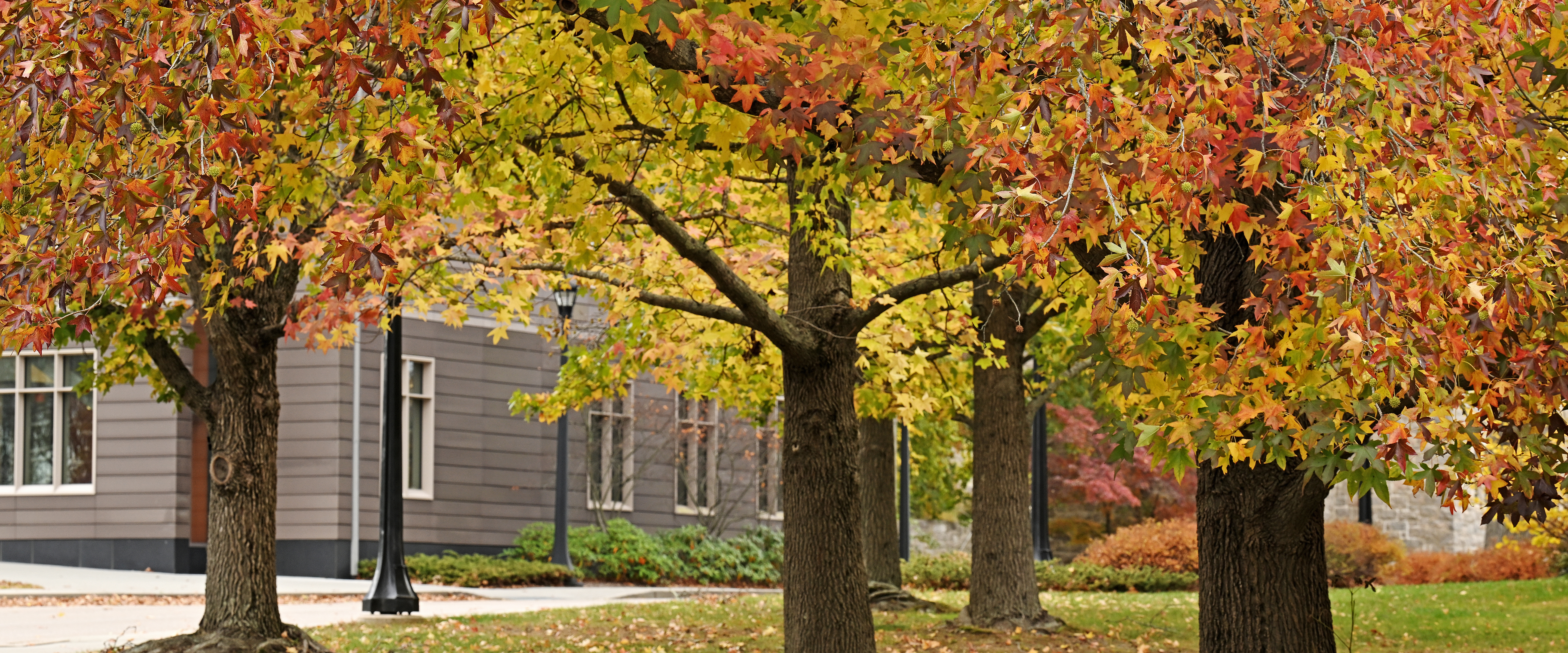 trees clad in brightly colored leaves cover the grounds of a small New England college in autum.