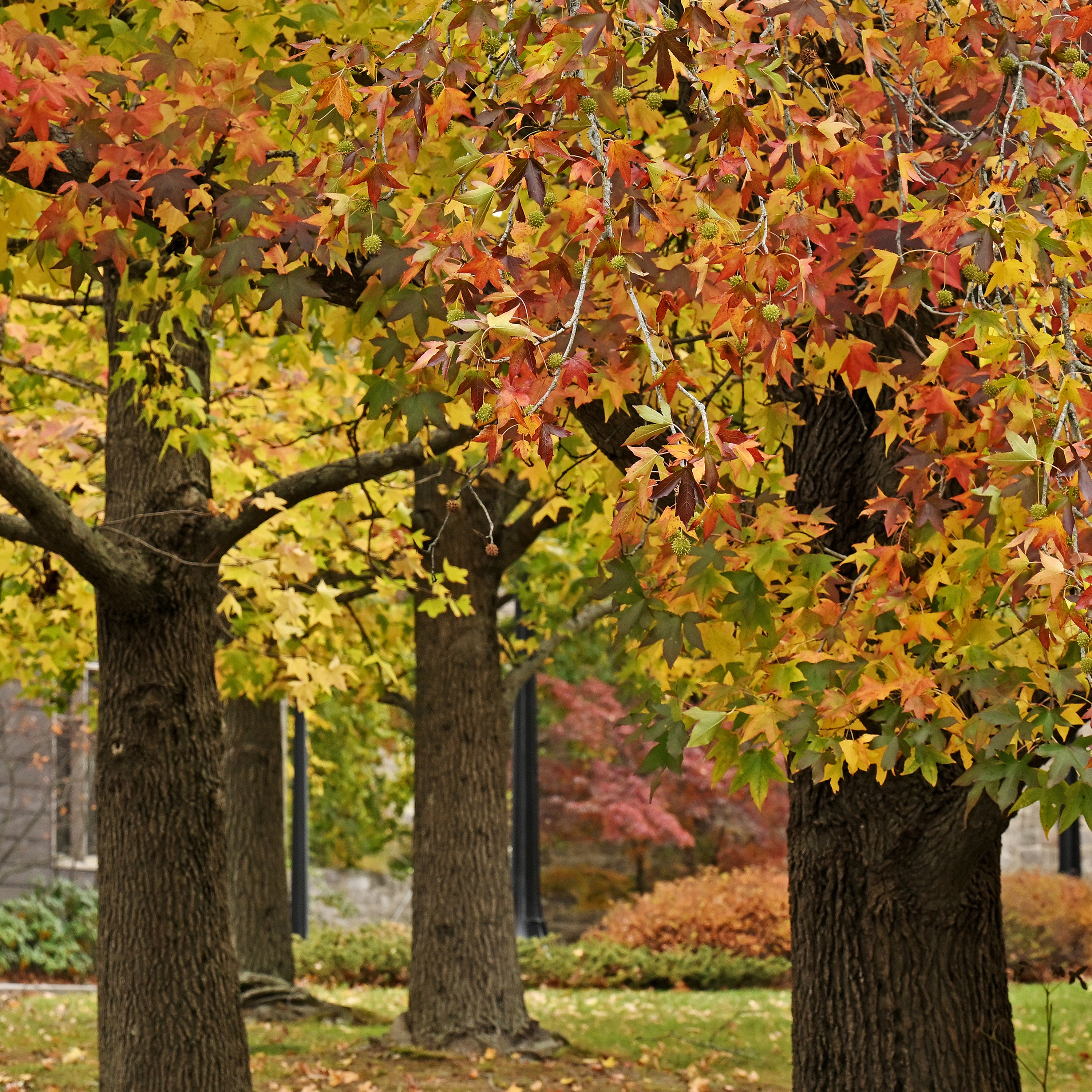 November in Pictures