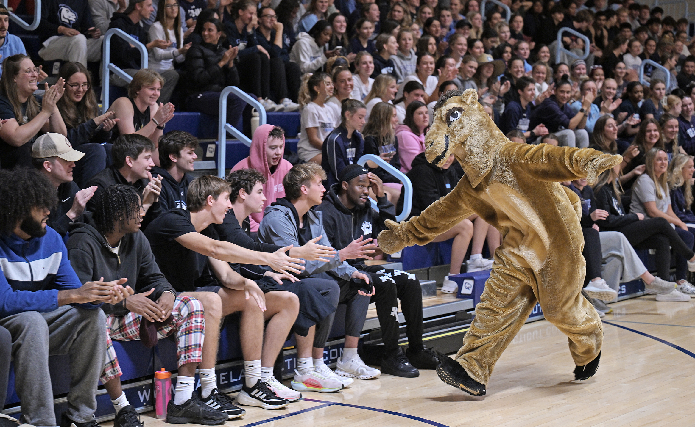 A college mascot camel high-fives students sitting in the bleachers at a pep rally event.