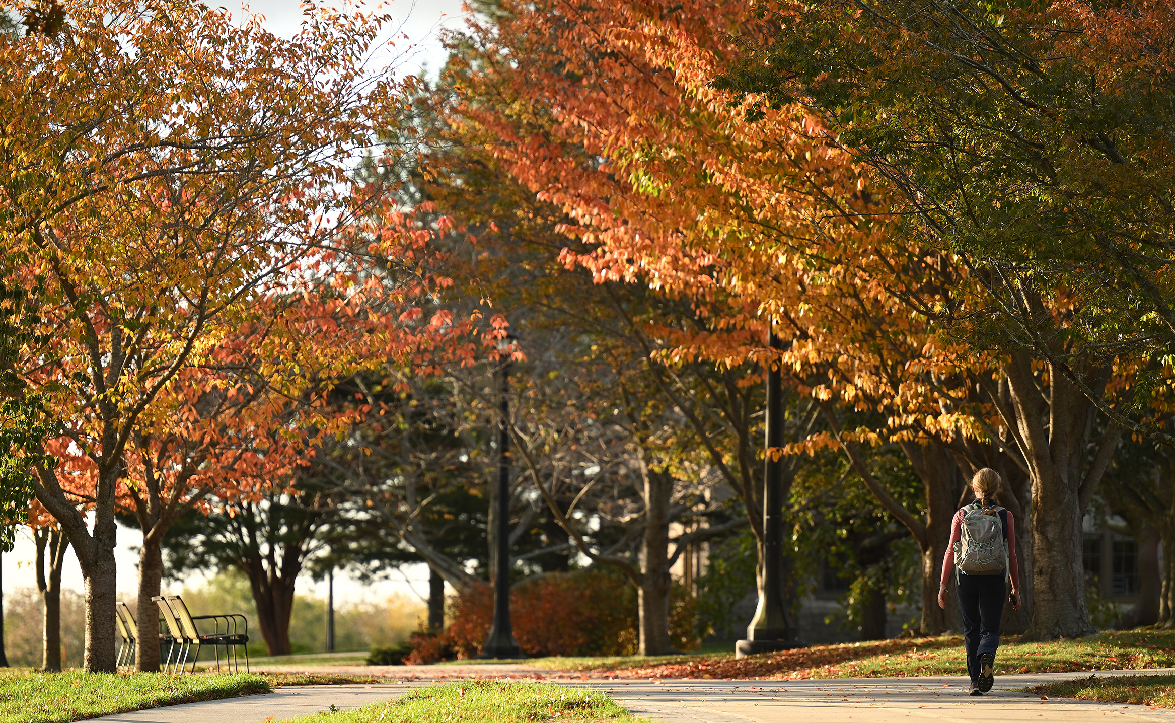 A single college student with a backpack walks along a walkway flanked by bright autumn colors.