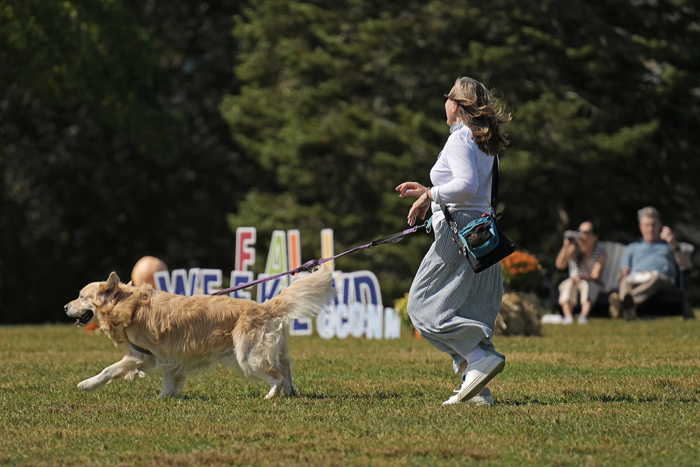 A golden retriever on a leash pulls its human female across a college green in front of a 