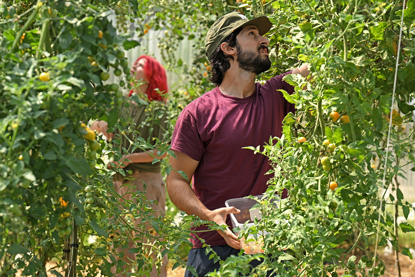 Two college students gather cherry tomatoes in a greenhouse.