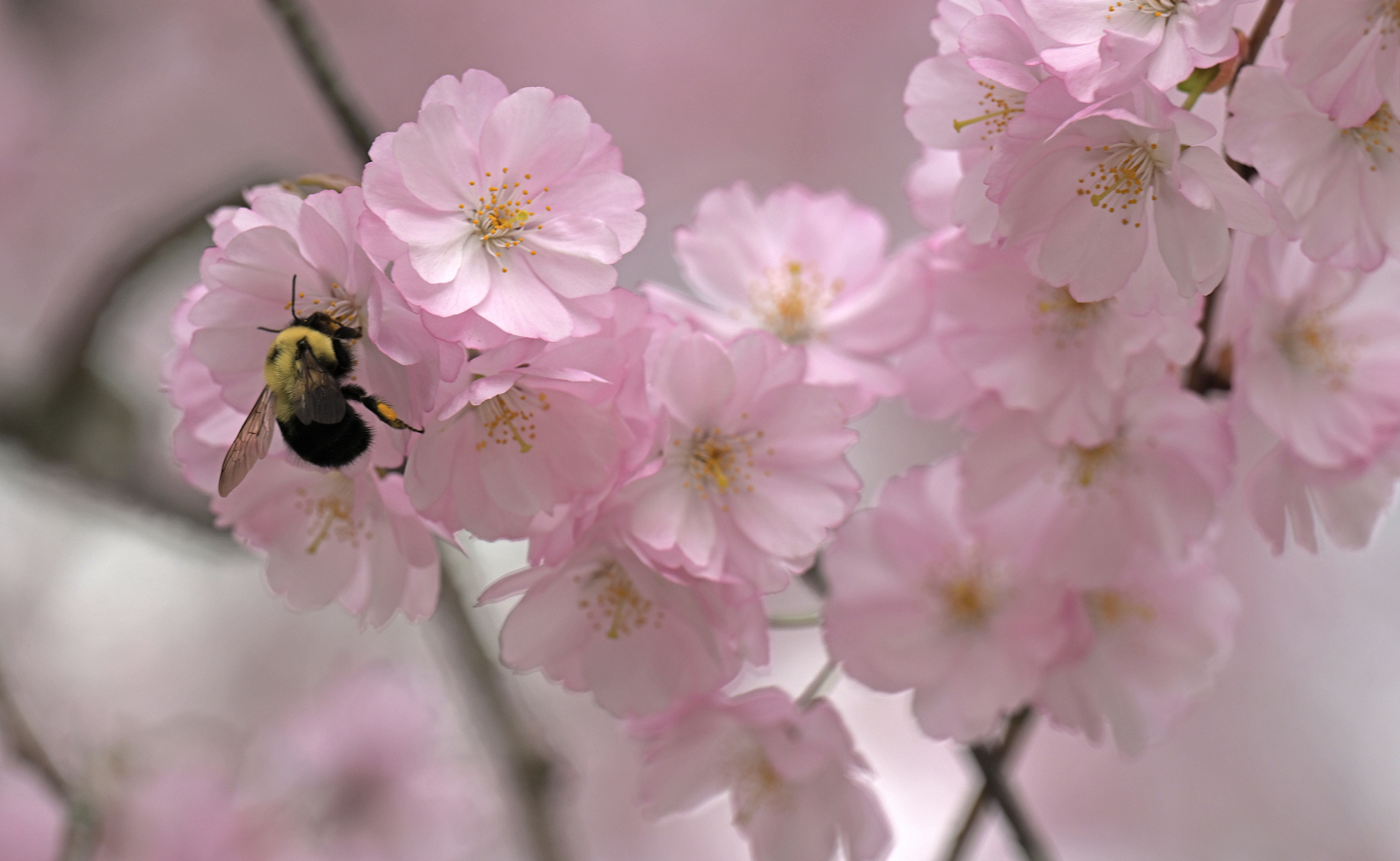 A bumble bee searches for nectar among cherry blossoms.