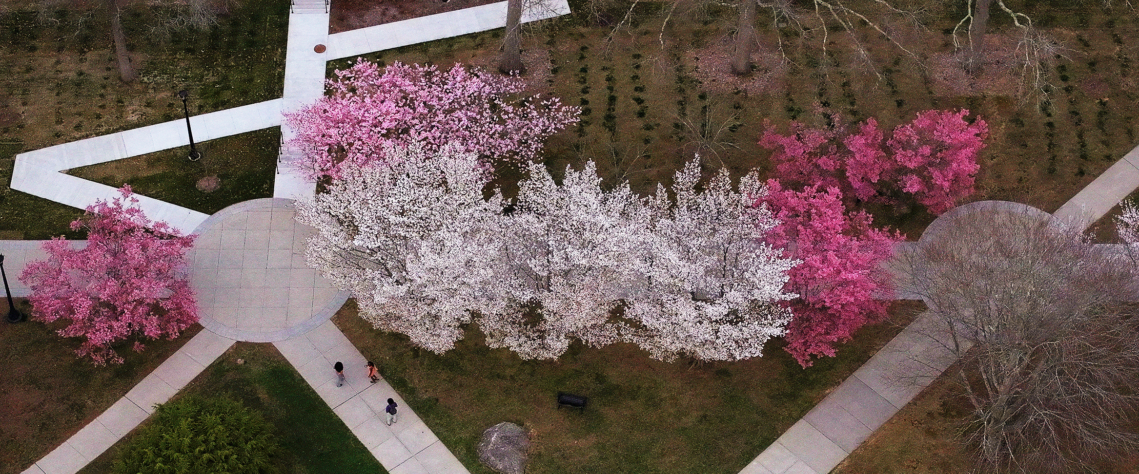 Japanese cherry blossoms bloom along the walkways in front of Shain Library.