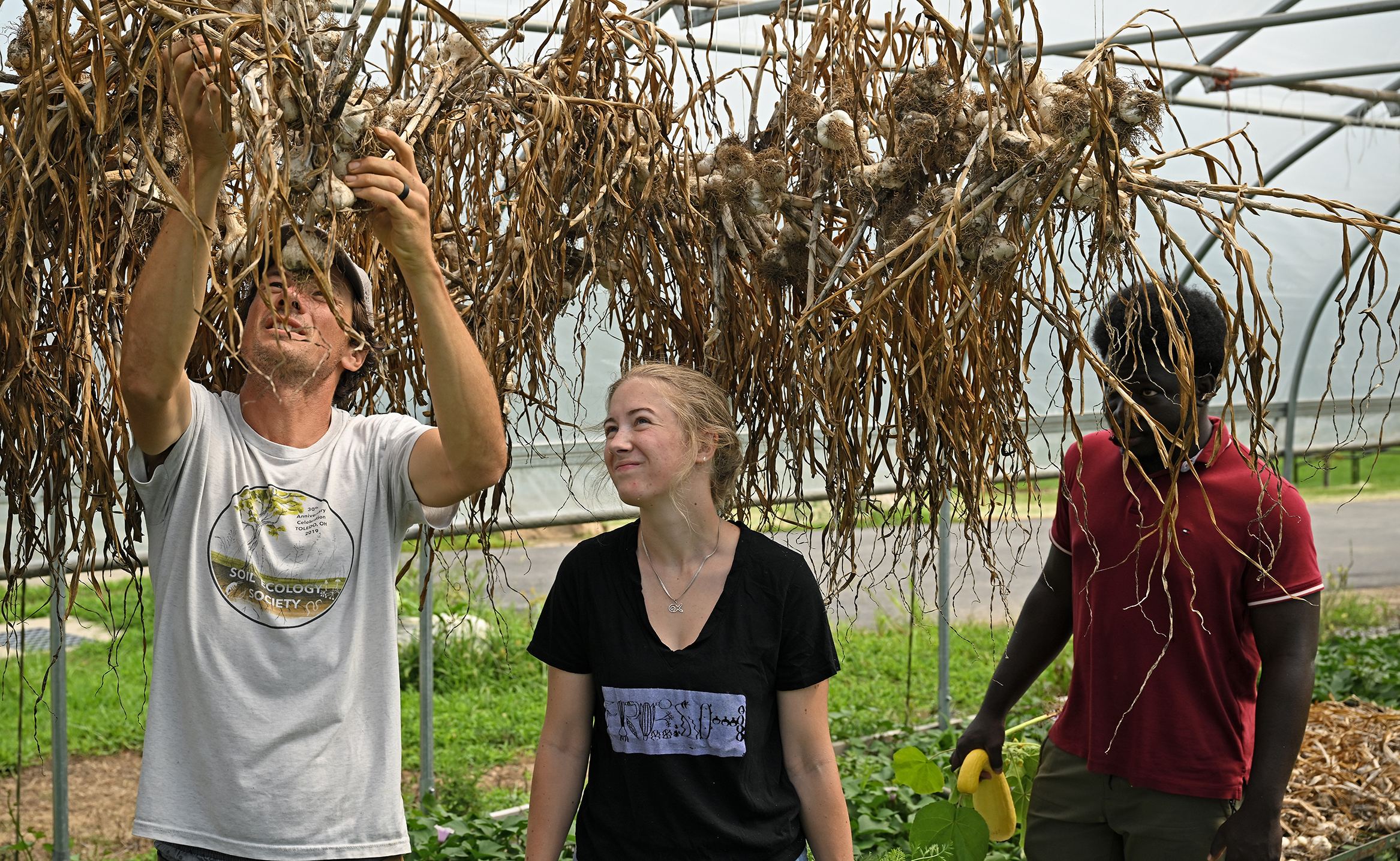 A college botany professor in a t-shirt reaches up to examine drying garlic hanging from overhead racks as one female student and one male student watch.