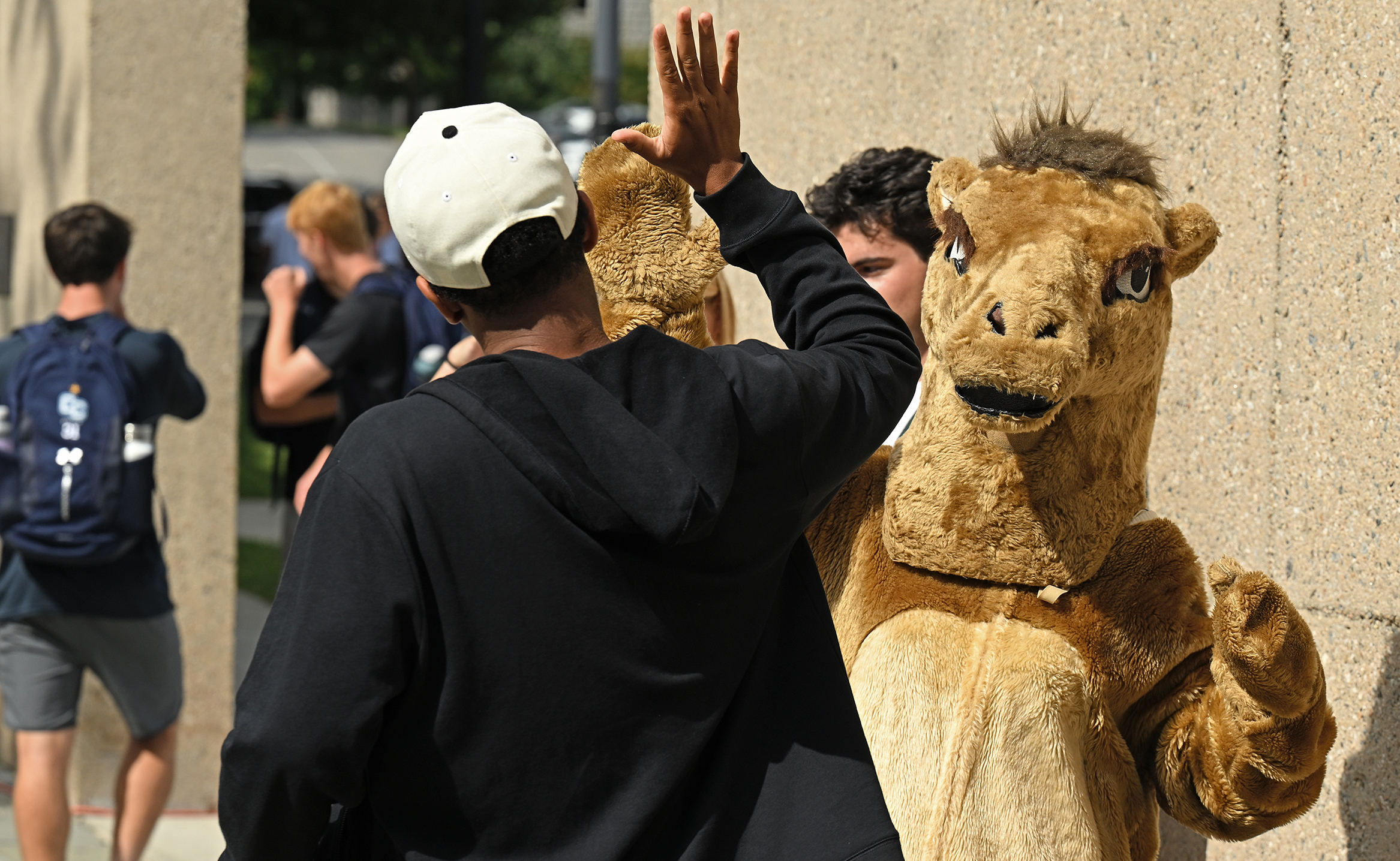A college student, seen from behind, in blue sweatshirt and white ball cap reaches to high-five a college camel mascot.