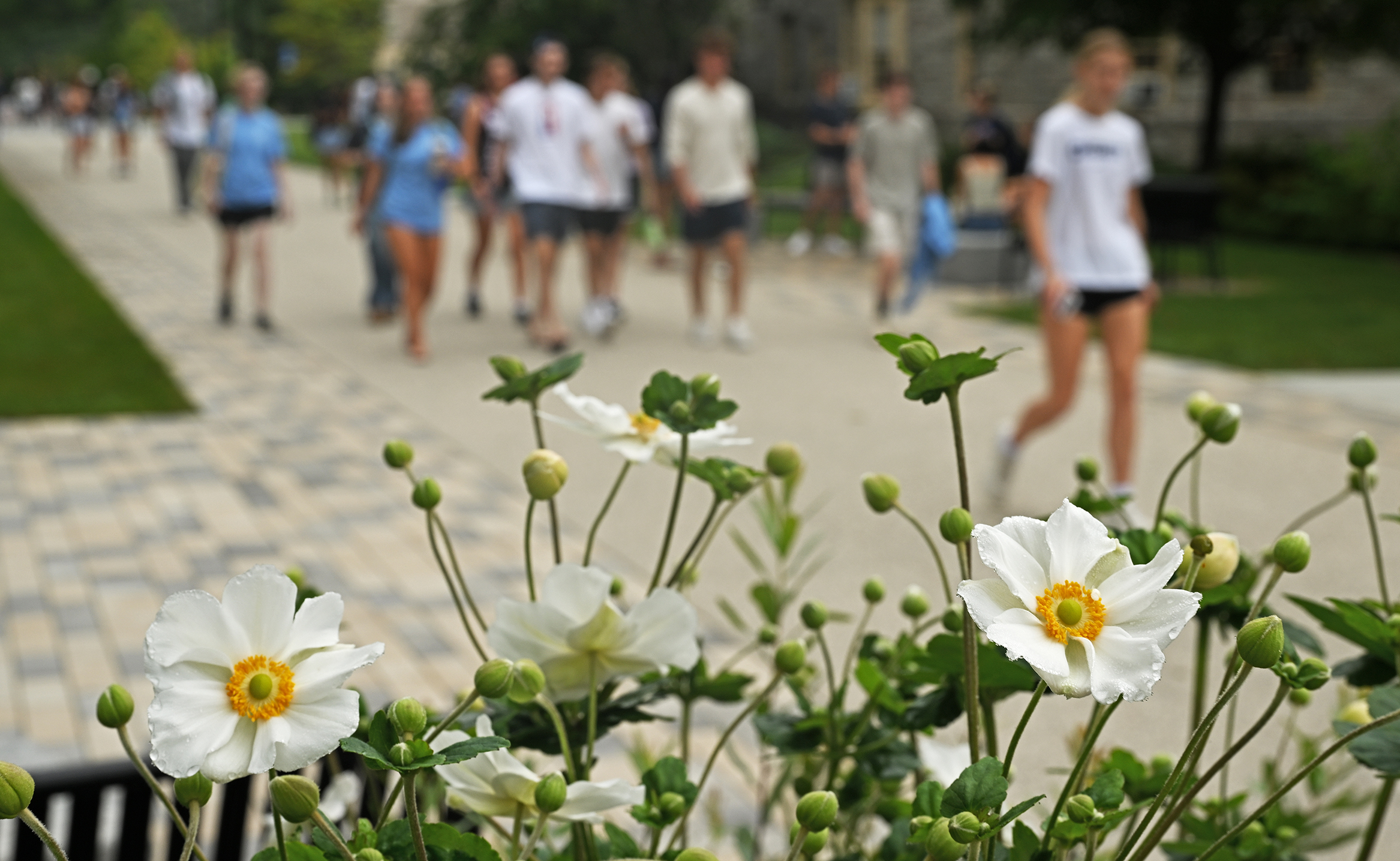 White flowers with yellow centers frame college students blurry in the background walking by on a pedestrian walkway.