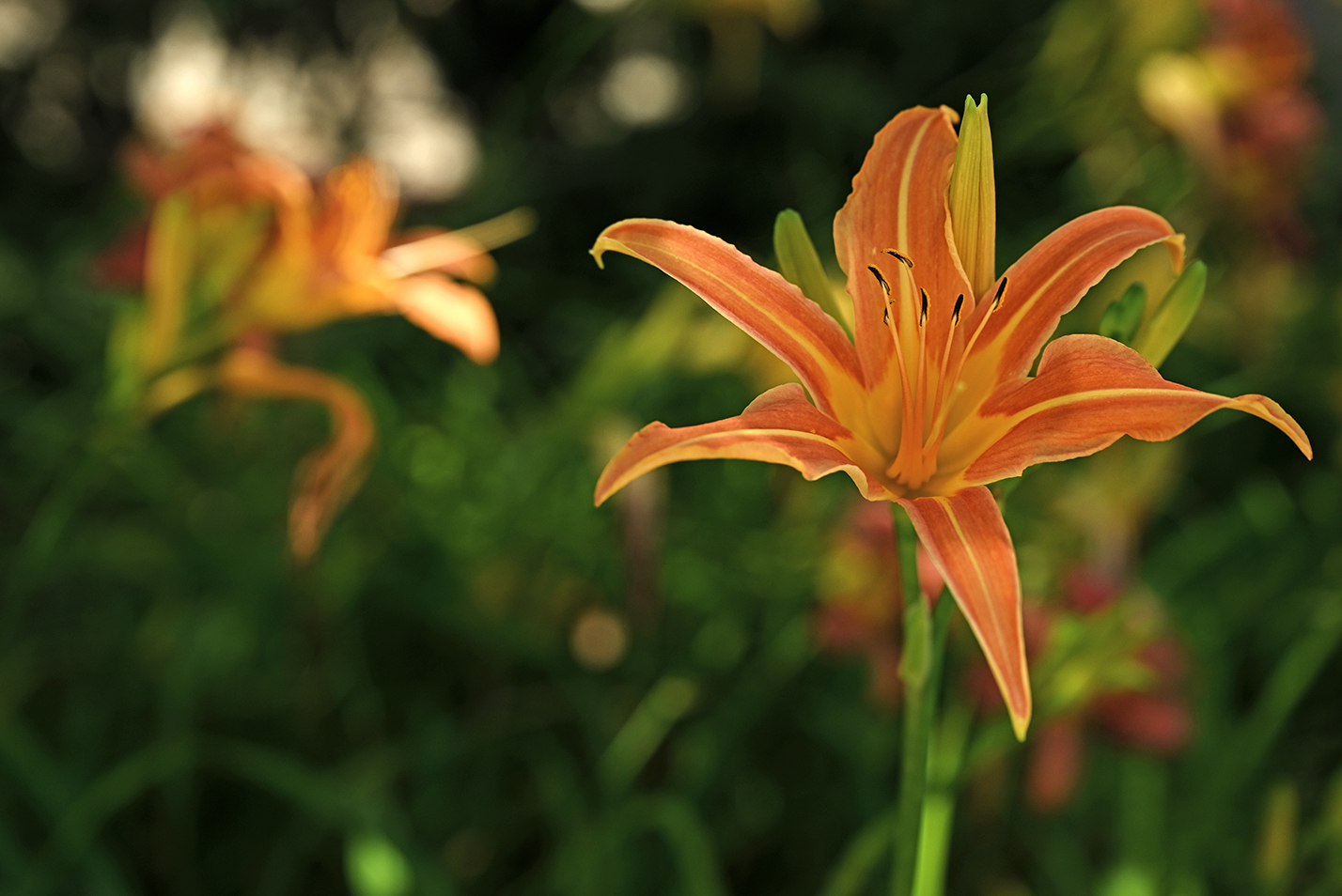 A flower blossom of six long pointy petals of dark orange with light orange/yellow streaks along the edges and down the center.