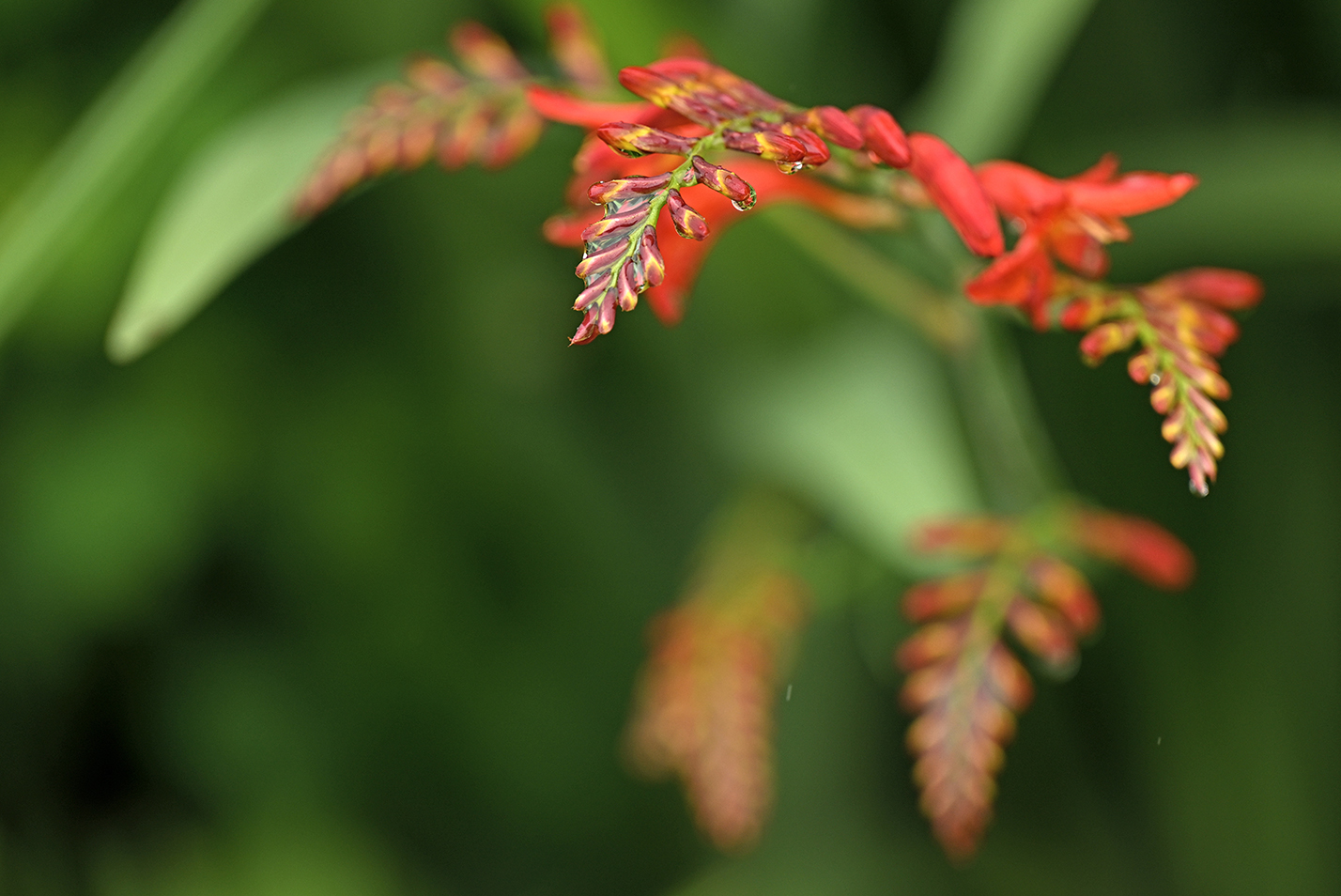 A bright red flower made up of very small petals arranged in an elongated blade pattern glistens with water droplets.