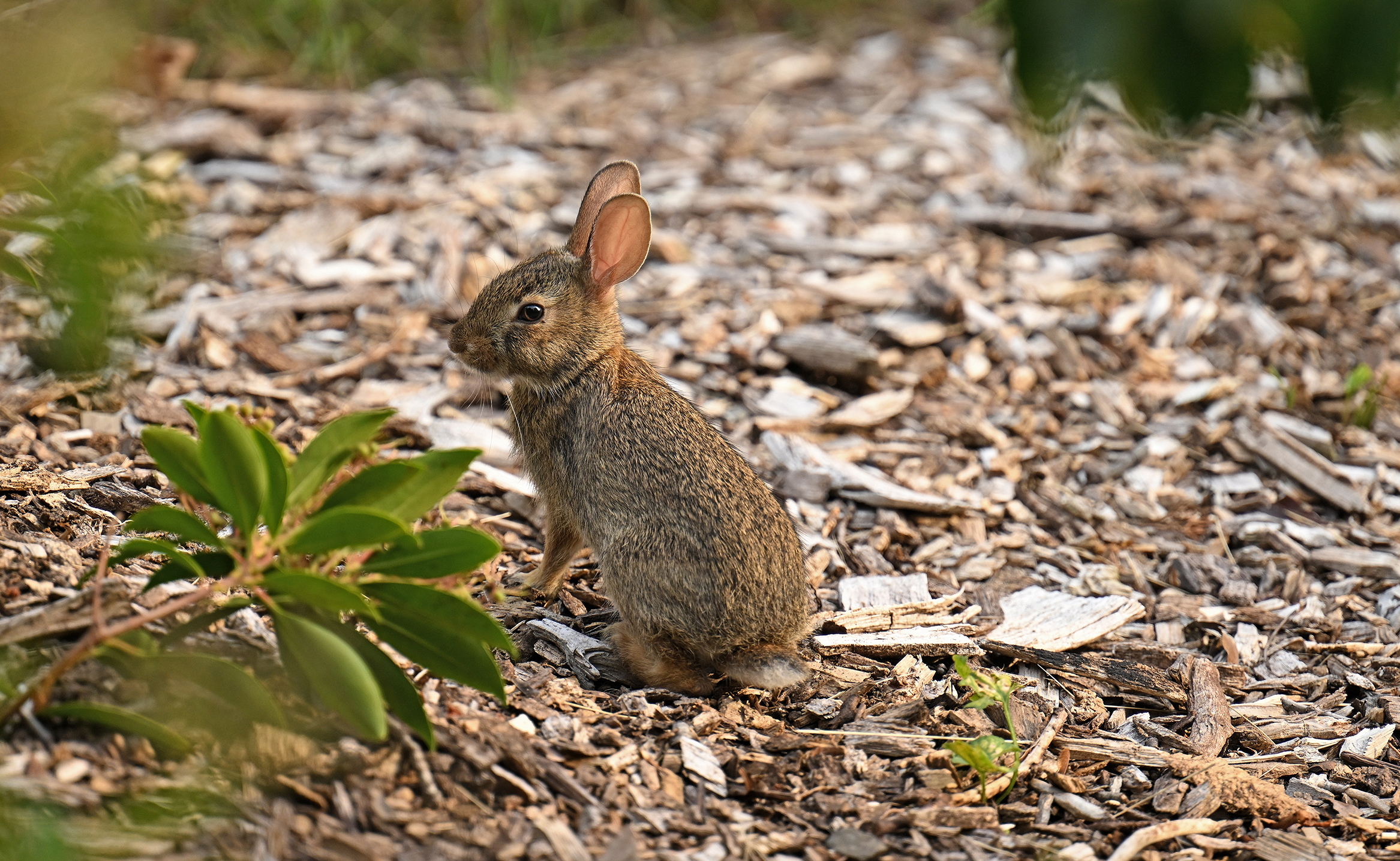 A small brown rabbit leans back on its haunches with ears perked up and head turned slightly to watch a passerby while standing amidst some untreated mulch.