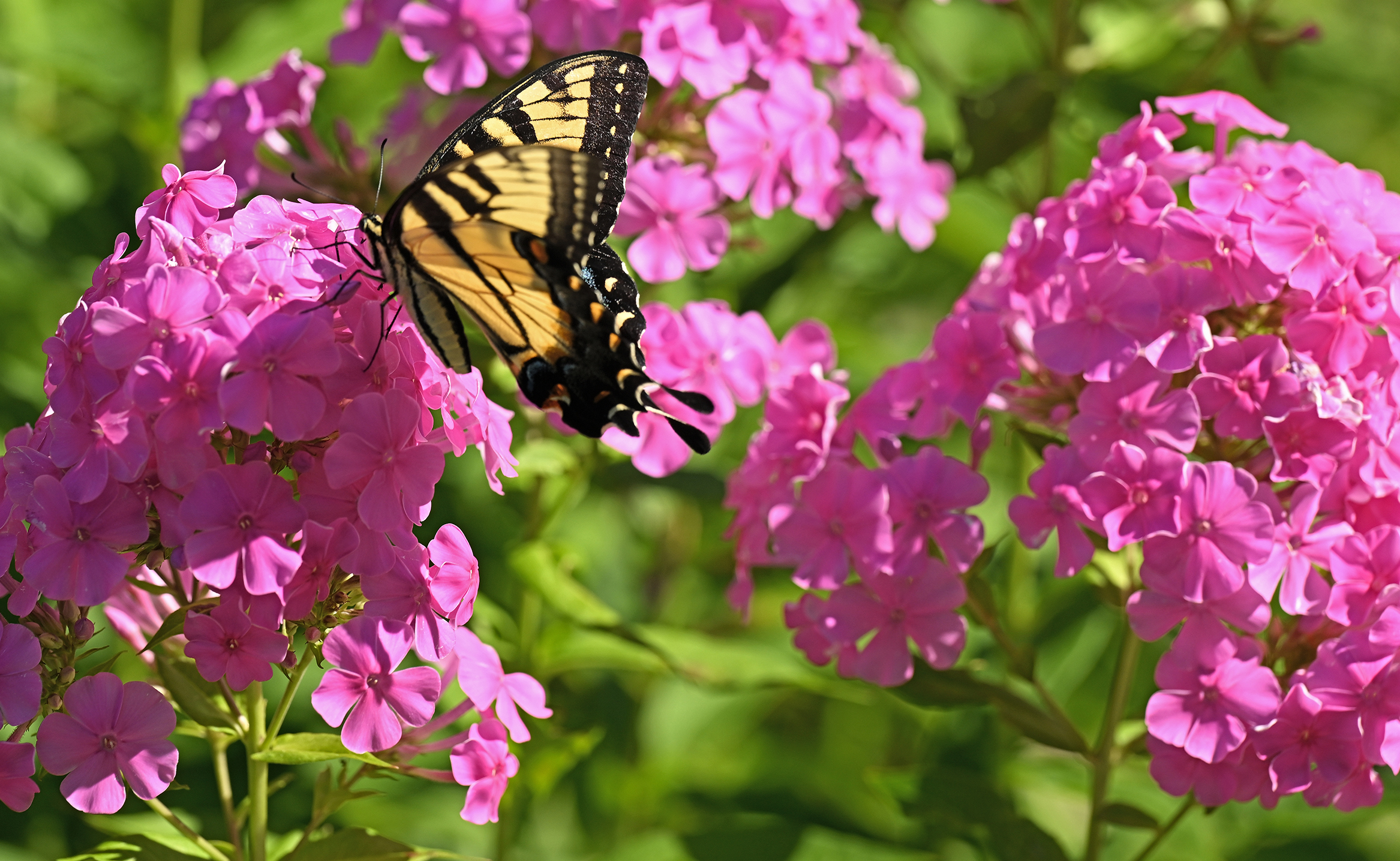A yellow swallowtail butterfly, with bright yellow wings framed in black with blue and orange spots rests on a bright purple blossom.