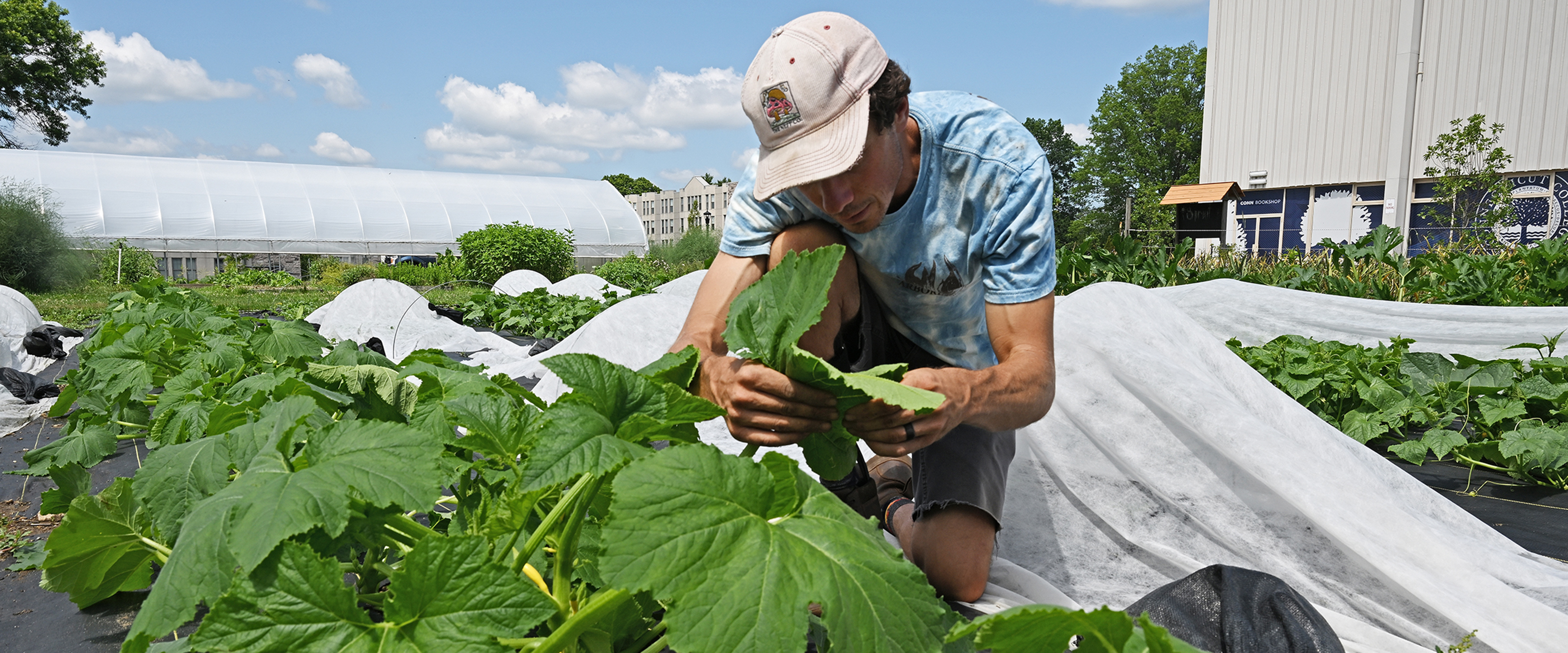 A college botany professor kneels and examines the broad green leaf of a squash plant looking for pests under a blue sky dotted with puffy white clouds.