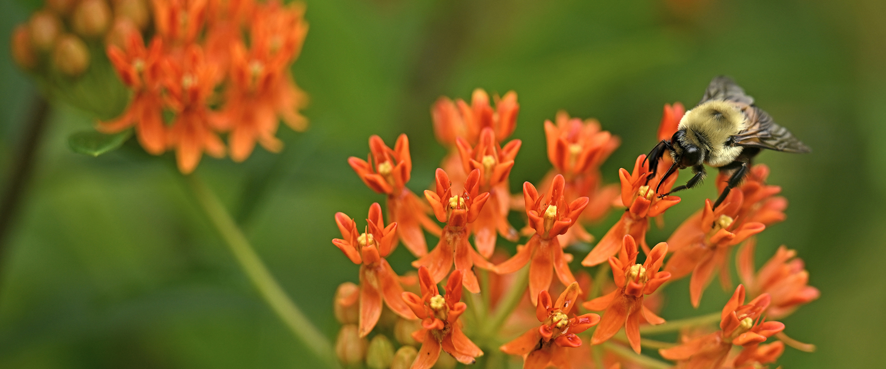 A bumblebee walks across a bright orange blossoming flower.