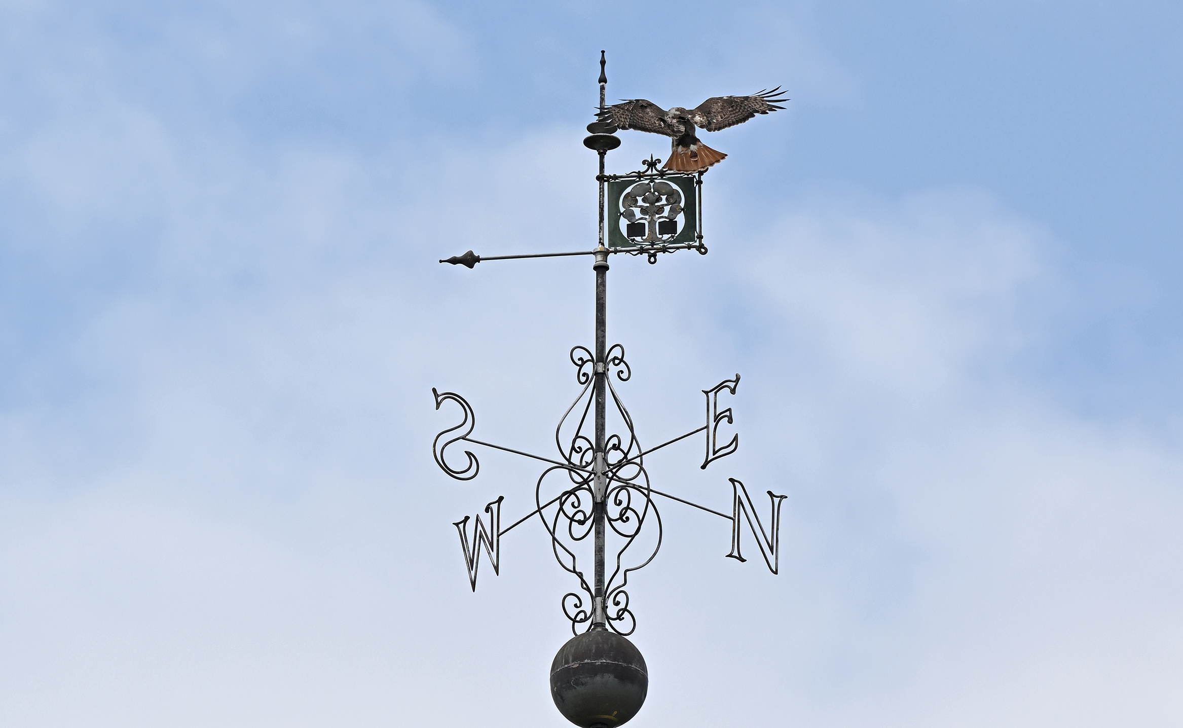 A red-tailed hawk with wings spread wide lands on an ornate weather vane against a blue sky and scattered clouds.