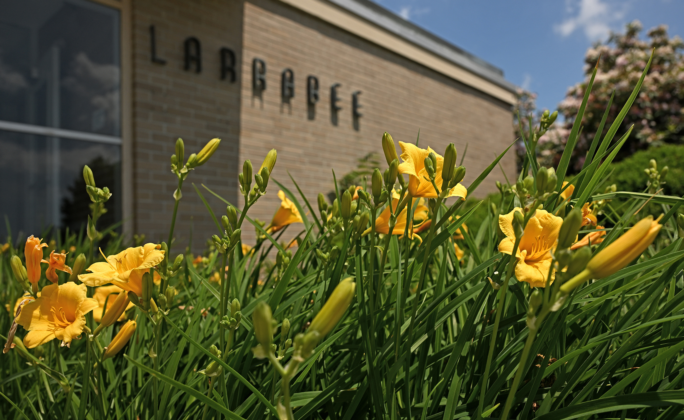 bright yellow day lilies bloom in front of a college residence hall with the name 