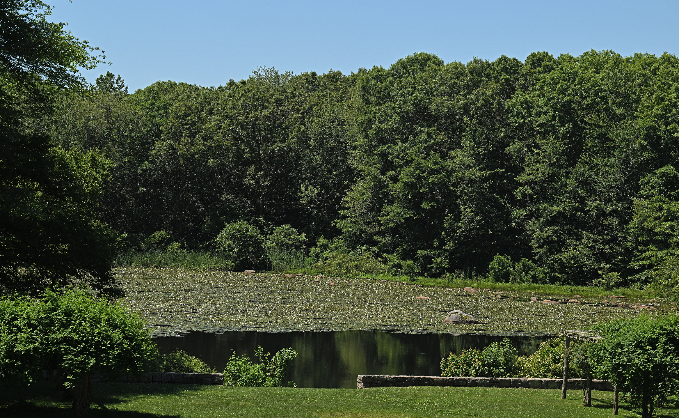 pond lilies fill a pond surrounded by trees.