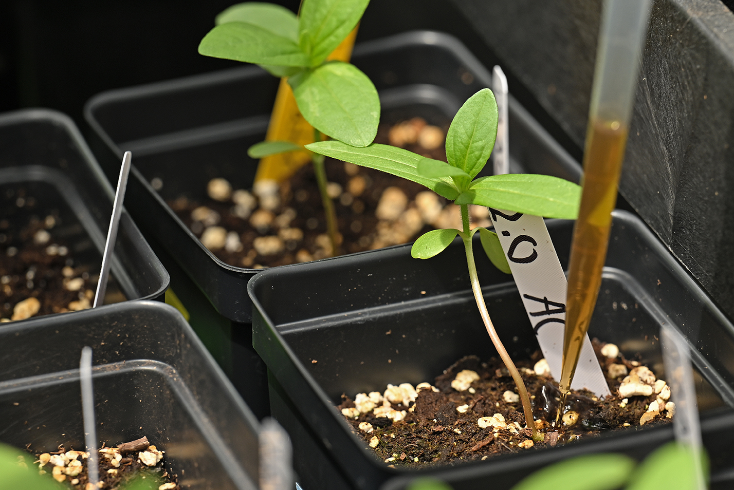 A plastic lab pipette is used to add a brown liquid to the soil of a small plant.