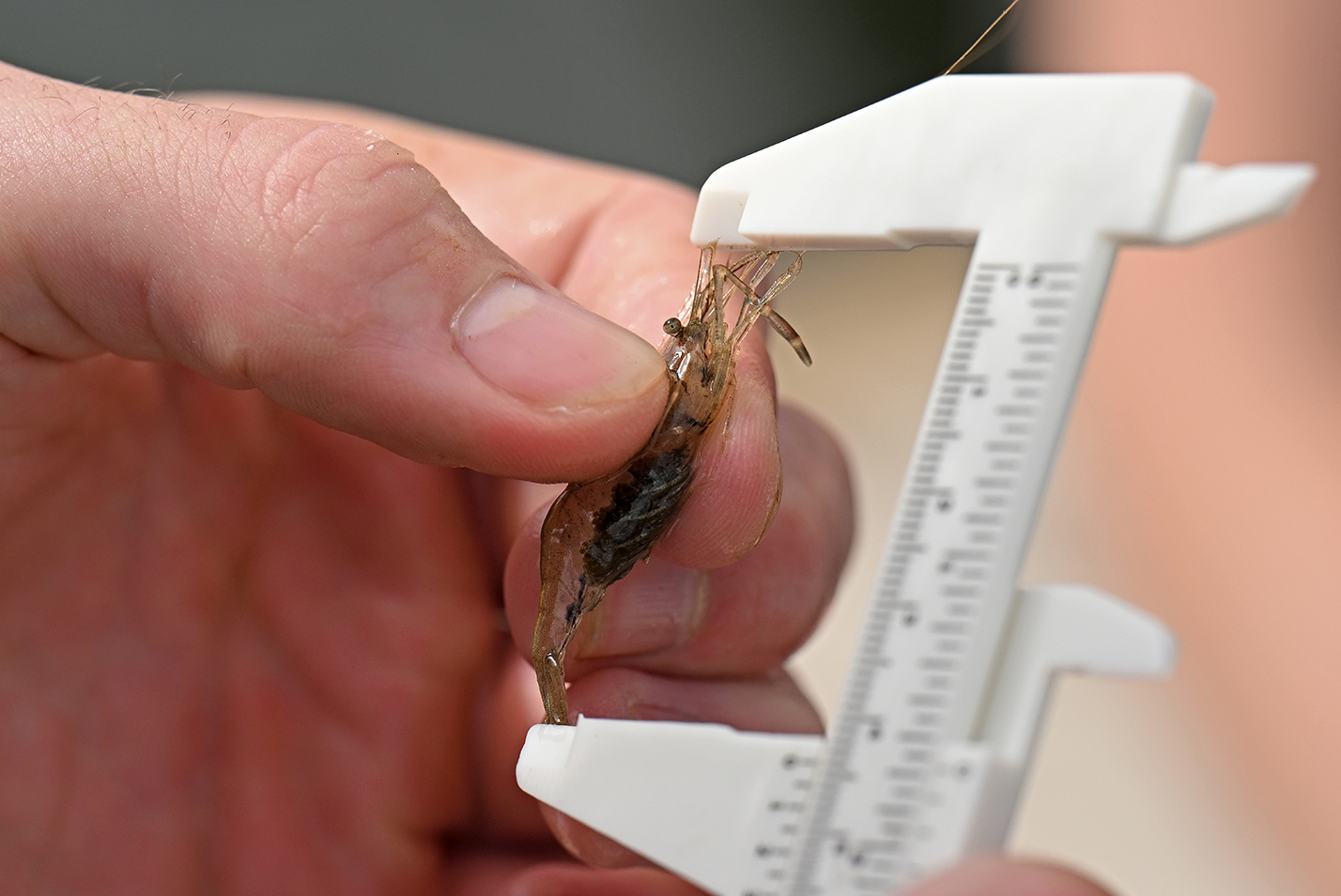 A caliper is used to measure the size of a shrimp.