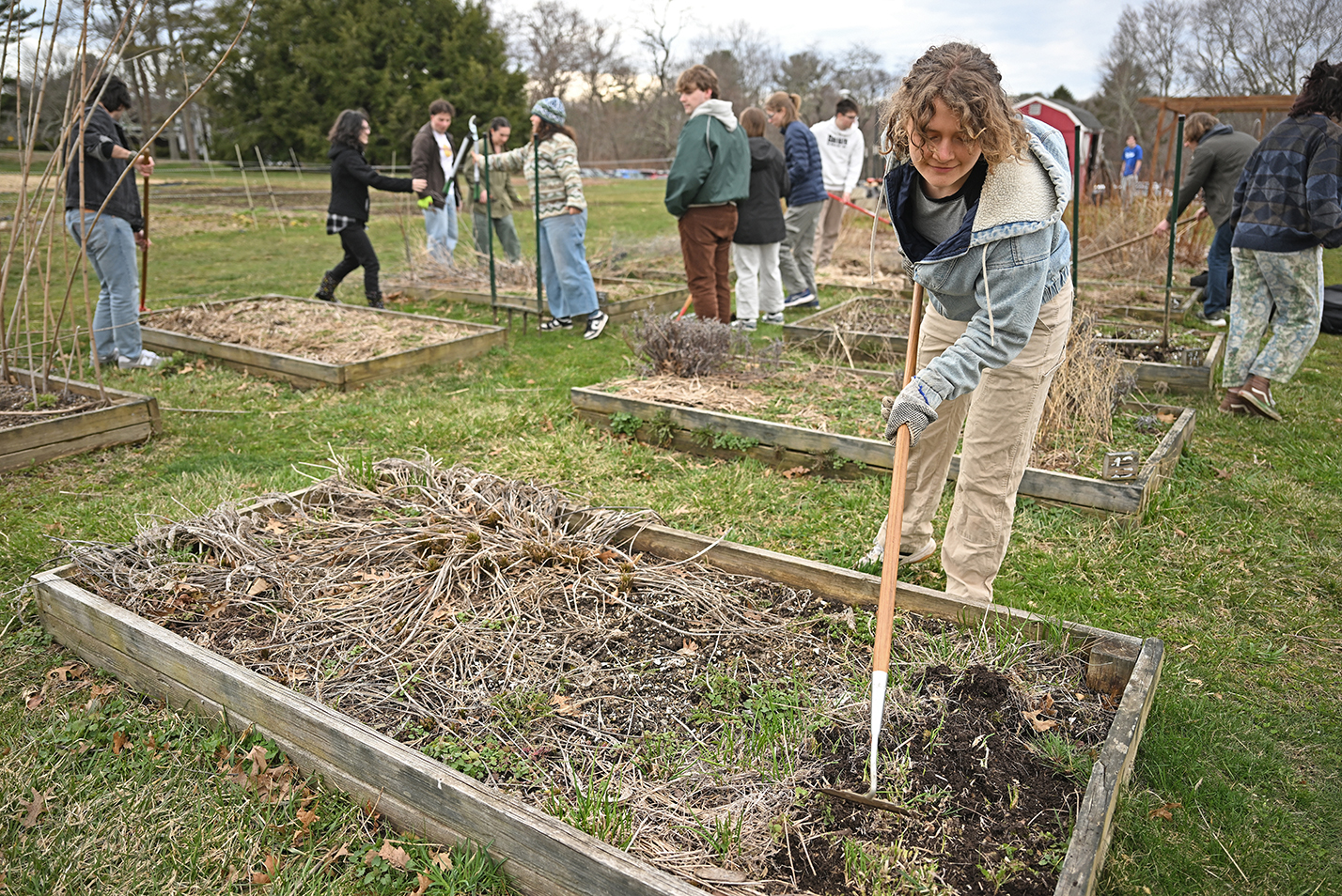 A student in hooded sweatshirt uses a hoe to till the soil of a raised-bed garden plot as other student volunteers do similar work in the background.
