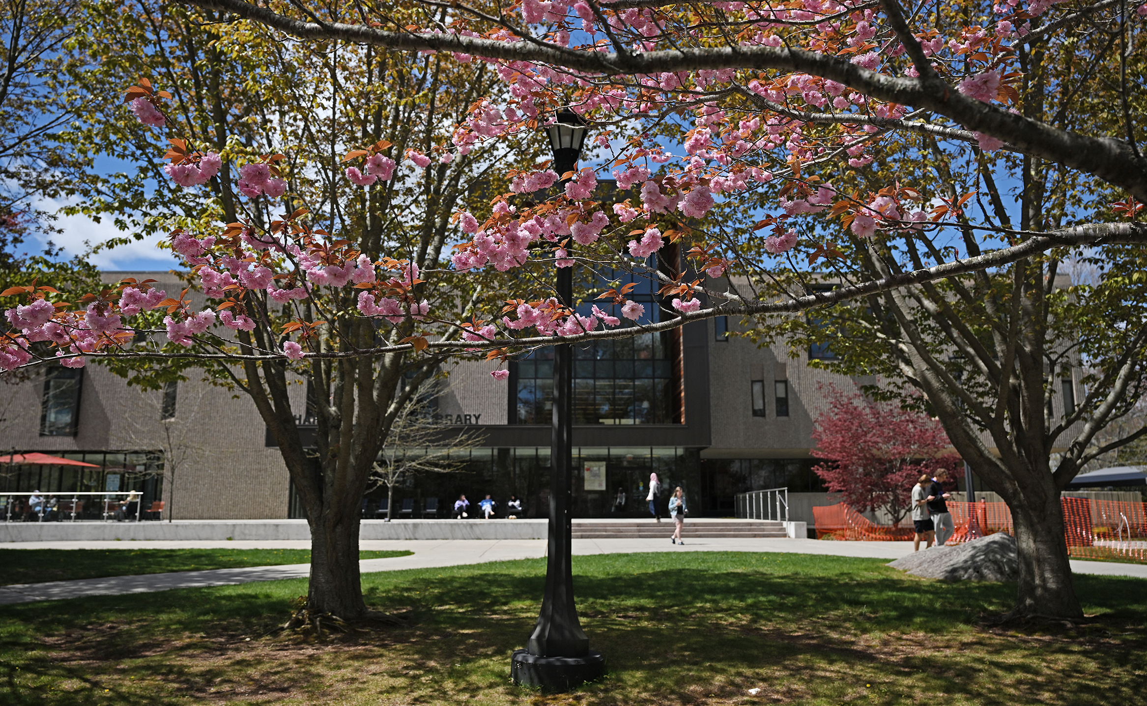 Pink Japanese Cherry blossoms bloom in front of a college library.