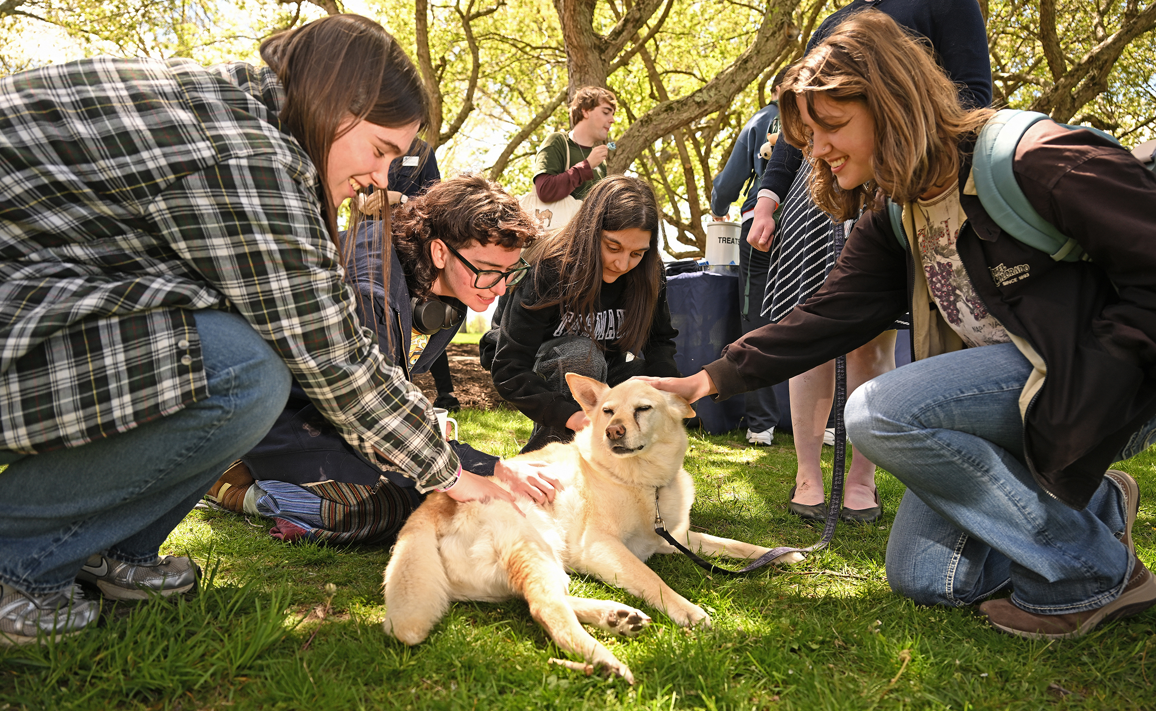 A group of college students kneel and squat on the grass to pet a yellow dog under a canopy of trees.