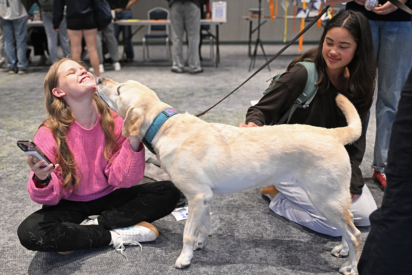 A female college student in pink sweater sitting cross-legged on the floor laughs as she gets licked in the face by a yellow labrador dog.