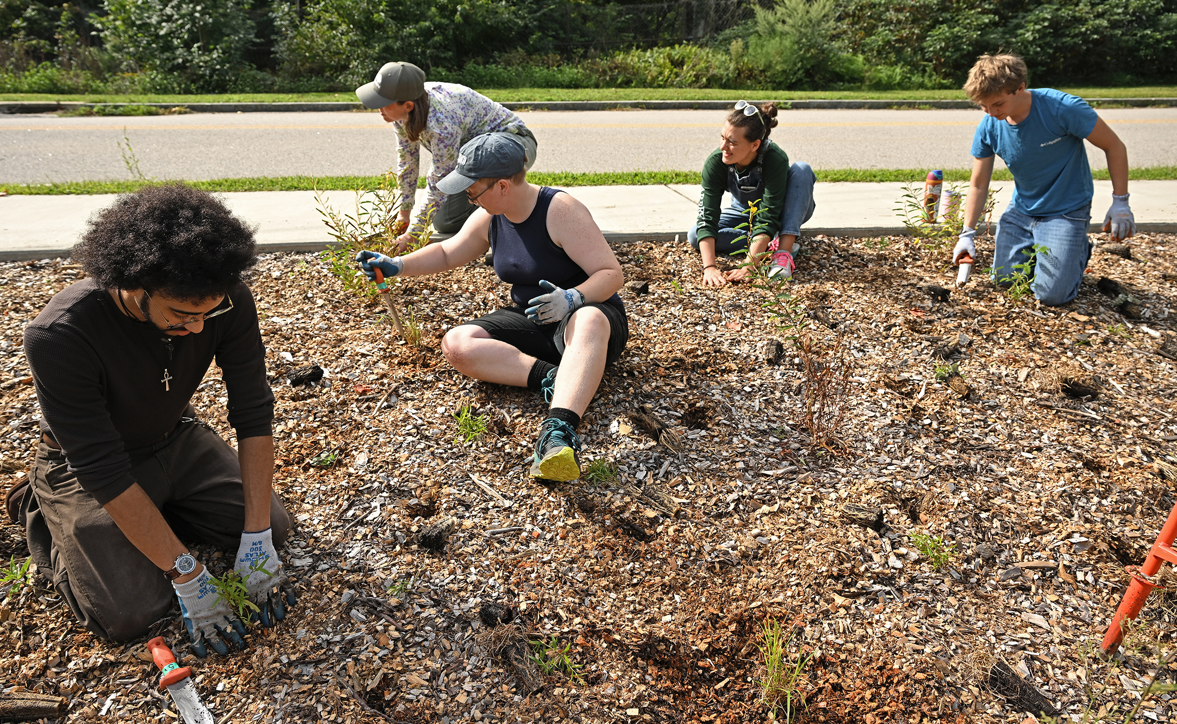 Student volunteers and arboretum staffers kneel and sit in the mulch to plant seedlings into a roadside area.