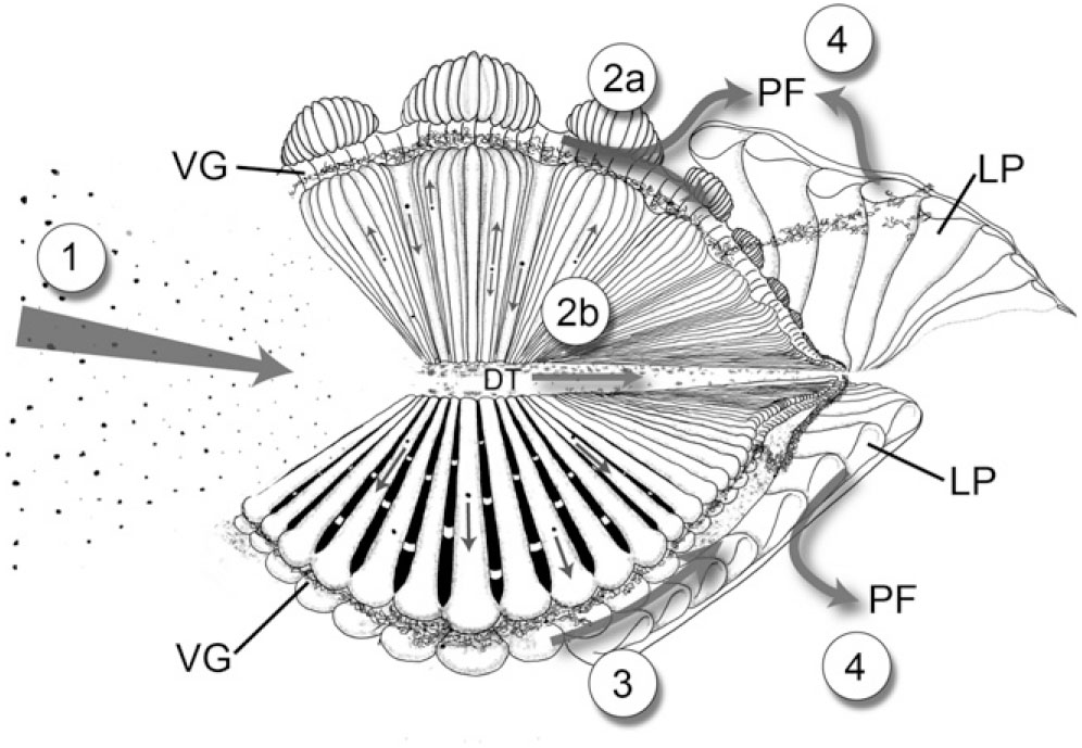 Composite diagram of bivalve ctenidia