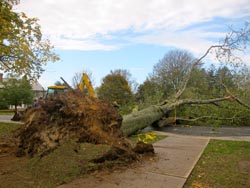 A large tree blocks the road from Harkness Chapel to Horizon House. Photo by Meredith Boyle '13, courtesy of The College Voice.
