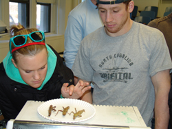 A student examines a group of walking sticks.