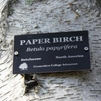 A paper birch tree in the paper birch, betula papyrifera