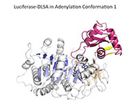 Branchini Research Group image of Luciferase -DLSA